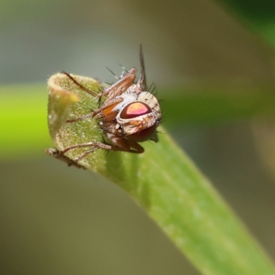 Unidentified True fly (Diptera) at Wodonga - 27 Oct 2023 by KylieWaldon