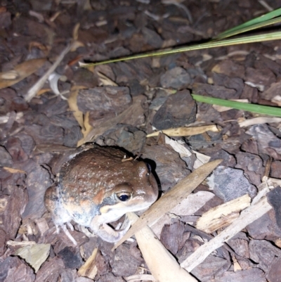 Limnodynastes dumerilii (Eastern Banjo Frog) at Wirlinga, NSW - 20 Oct 2023 by RobCook