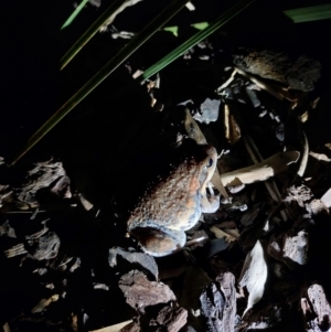 Limnodynastes dumerilii at Wirlinga, NSW - 20 Oct 2023 09:14 PM