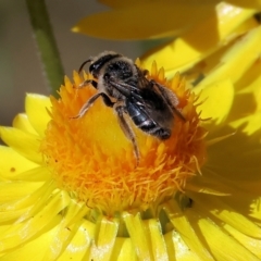 Lasioglossum (Chilalictus) lanarium at Wodonga - 27 Oct 2023 by KylieWaldon