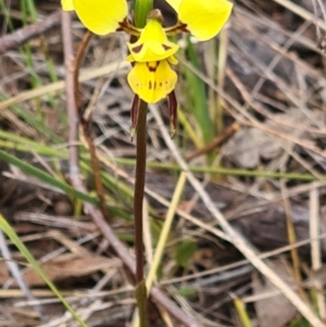 Diuris sulphurea at Kambah, ACT - suppressed