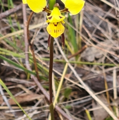 Diuris sulphurea (Tiger Orchid) at Mount Taylor - 27 Oct 2023 by galah681