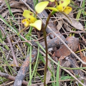 Diuris sulphurea at Kambah, ACT - suppressed