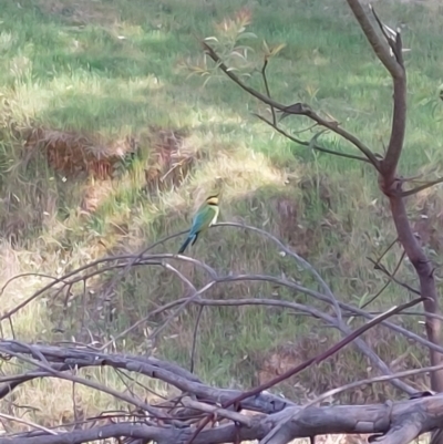 Merops ornatus (Rainbow Bee-eater) at Wirlinga, NSW - 19 Oct 2023 by RobCook