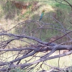 Merops ornatus at Wirlinga, NSW - 20 Oct 2023 10:10 AM
