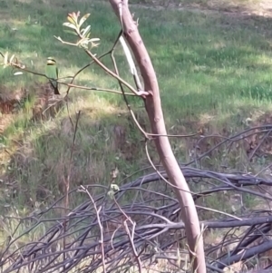 Merops ornatus at Wirlinga, NSW - 20 Oct 2023 10:10 AM