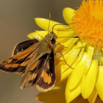 Ocybadistes walkeri (Green Grass-dart) at Bandiana, VIC - 27 Oct 2023 by KylieWaldon