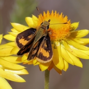 Ocybadistes walkeri at Bandiana, VIC - 28 Oct 2023