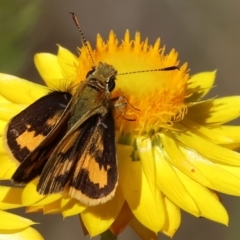 Ocybadistes walkeri at Bandiana, VIC - 28 Oct 2023 09:08 AM