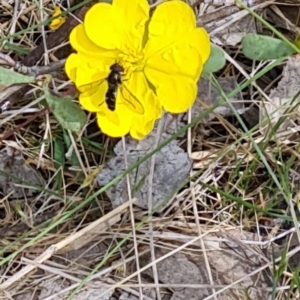 Melangyna sp. (genus) at Tuggeranong, ACT - 28 Oct 2023