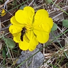 Melangyna sp. (genus) at Tuggeranong, ACT - 28 Oct 2023