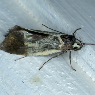 Oecophoridae (family) (Unidentified Oecophorid concealer moth) at Ainslie, ACT - 26 Oct 2023 by jb2602