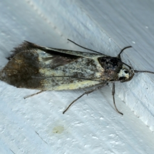 Oecophoridae (family) at Ainslie, ACT - 26 Oct 2023