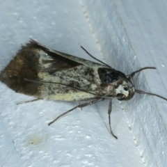 Oecophoridae (family) at Ainslie, ACT - 26 Oct 2023