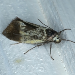 Oecophoridae (family) at Ainslie, ACT - 26 Oct 2023