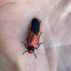 Scoliacma bicolora (Red Footman) at QPRC LGA - 14 Oct 2023 by Wandiyali