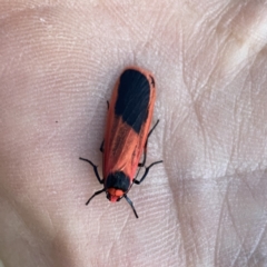 Scoliacma bicolora (Red Footman) at Wandiyali-Environa Conservation Area - 14 Oct 2023 by Wandiyali