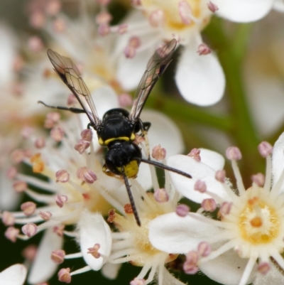 Hylaeus (Prosopisteron) primulipictus (Hylaeine colletid bee) at Downer, ACT - 28 Oct 2023 by RobertD