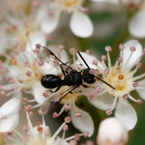 Hylaeus (Prosopisteron) primulipictus at Downer, ACT - 28 Oct 2023