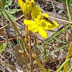 Syrphini sp. (tribe) (Unidentified syrphine hover fly) at Mount Taylor - 28 Oct 2023 by galah681