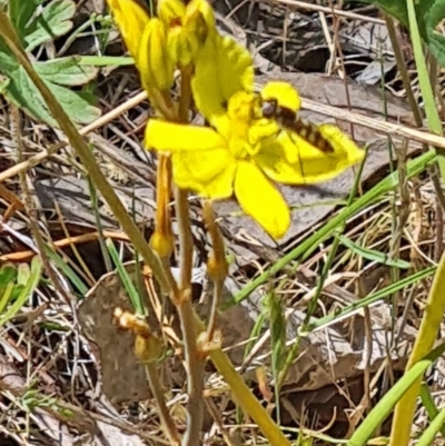 Syrphini (tribe) (Unidentified syrphine hover fly) at Tuggeranong, ACT - 28 Oct 2023 by galah681