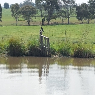 Microcarbo melanoleucos (Little Pied Cormorant) at Albury - 27 Sep 2023 by RobCook