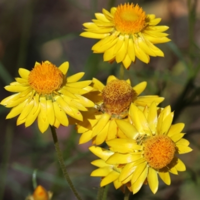 Xerochrysum viscosum (Sticky Everlasting) at Bandiana, VIC - 28 Oct 2023 by KylieWaldon