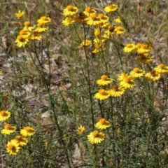 Xerochrysum viscosum at Bandiana, VIC - 28 Oct 2023