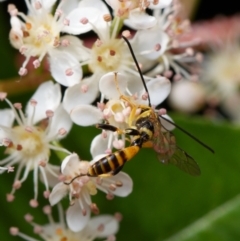 Labium sp. (genus) (An Ichneumon wasp) at Downer, ACT - 28 Oct 2023 by RobertD