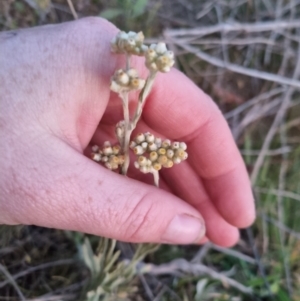 Pseudognaphalium luteoalbum at Kowen, ACT - suppressed