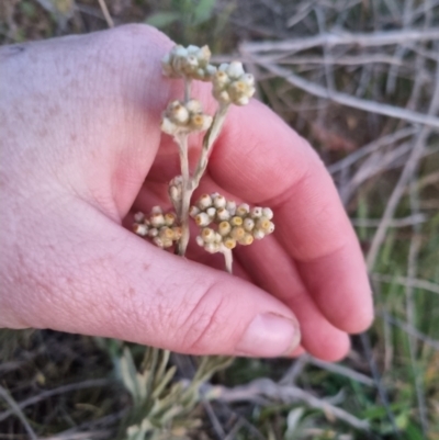 Pseudognaphalium luteoalbum (Jersey Cudweed) at Kowen, ACT - 27 Oct 2023 by clarehoneydove