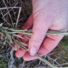 Pseudognaphalium luteoalbum at Kowen, ACT - 27 Oct 2023