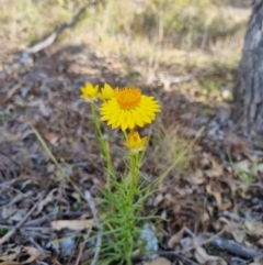 Xerochrysum viscosum (Sticky Everlasting) at QPRC LGA - 28 Oct 2023 by clarehoneydove