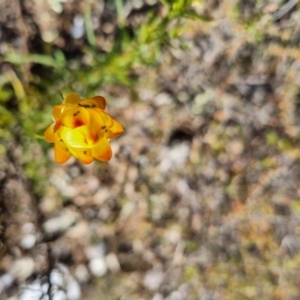 Xerochrysum viscosum at Bungendore, NSW - suppressed