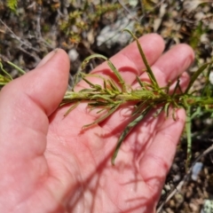 Xerochrysum viscosum at Bungendore, NSW - suppressed