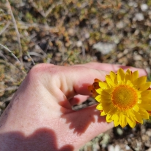 Xerochrysum viscosum at Bungendore, NSW - suppressed