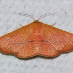Aglaopus pyrrhata (Leaf Moth) at Sheldon, QLD - 12 Oct 2007 by PJH123