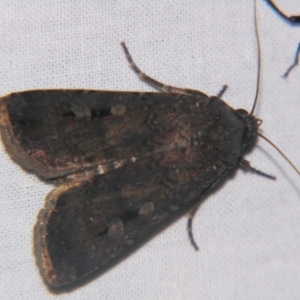 Agrotis infusa at Sheldon, QLD - suppressed