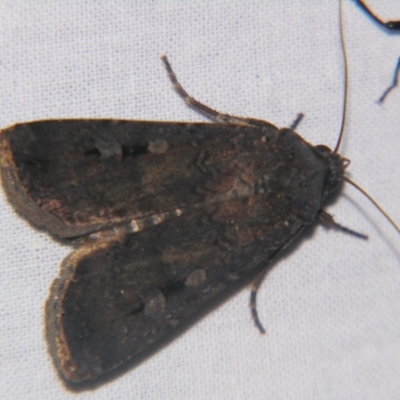 Agrotis infusa (Bogong Moth, Common Cutworm) at Sheldon, QLD - 12 Oct 2007 by PJH123