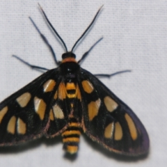 Amata (genus) (Handmaiden Moth) at Sheldon, QLD - 12 Oct 2007 by PJH123
