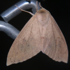 Arhodia lasiocamparia (Pink Arhodia) at Sheldon, QLD - 12 Oct 2007 by PJH123