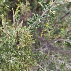 Phebalium squamulosum subsp. ozothamnoides (Alpine Phebalium, Scaly Phebalium) at Tuggeranong, ACT - 28 Oct 2023 by BethanyDunne