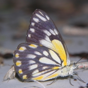 Belenois java at Sheldon, QLD - 13 Oct 2007