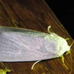 Unidentified Noctuoid moth (except Arctiinae) at Sheldon, QLD - 12 Oct 2007 by PJH123