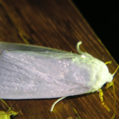 Unidentified Noctuoid moth (except Arctiinae) at Sheldon, QLD - 12 Oct 2007 by PJH123