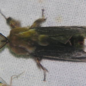 Clania ignobilis at Sheldon, QLD - suppressed
