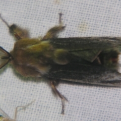 Clania ignobilis (Faggot Case Moth) at Sheldon, QLD - 12 Oct 2007 by PJH123