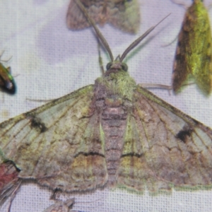 Cleora displicata at Sheldon, QLD - suppressed