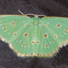 Comostola laesaria (A geometrid moth) at Sheldon, QLD - 12 Oct 2007 by PJH123