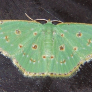 Comostola laesaria at Sheldon, QLD - suppressed